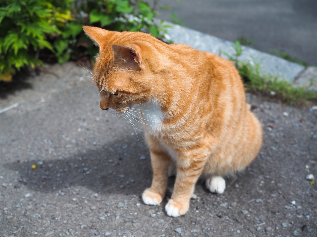 ごはん・おやつ シプルの前にいた猫ちゃん 