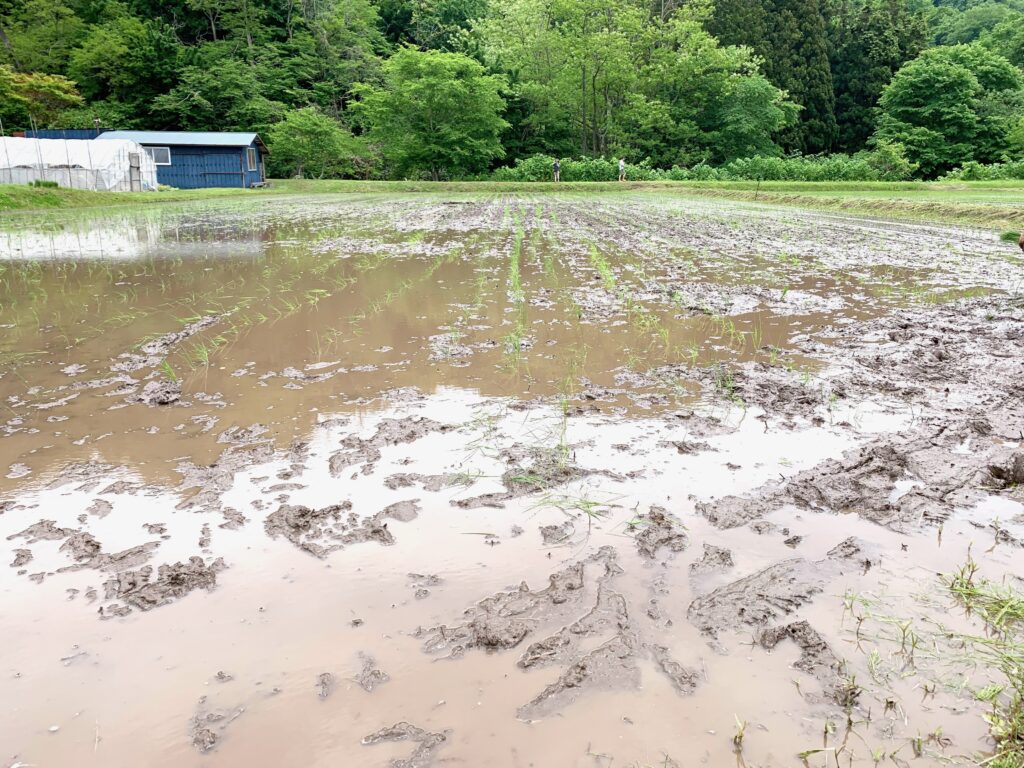 田植え体験の跡