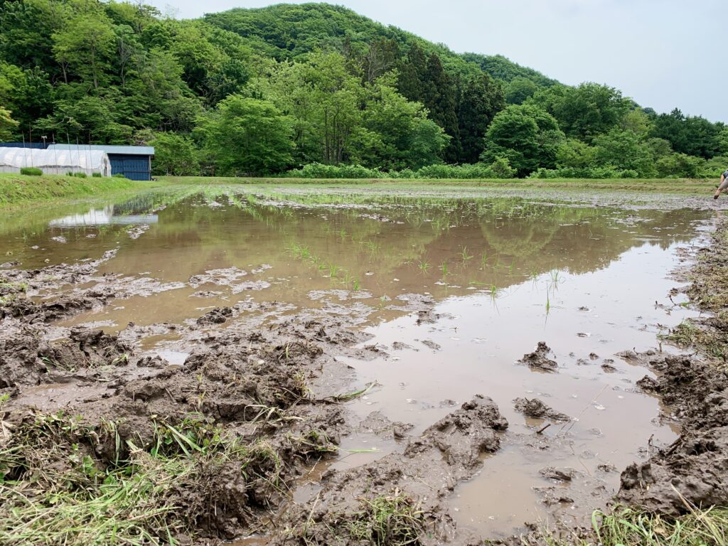 田植え体験をする田んぼ